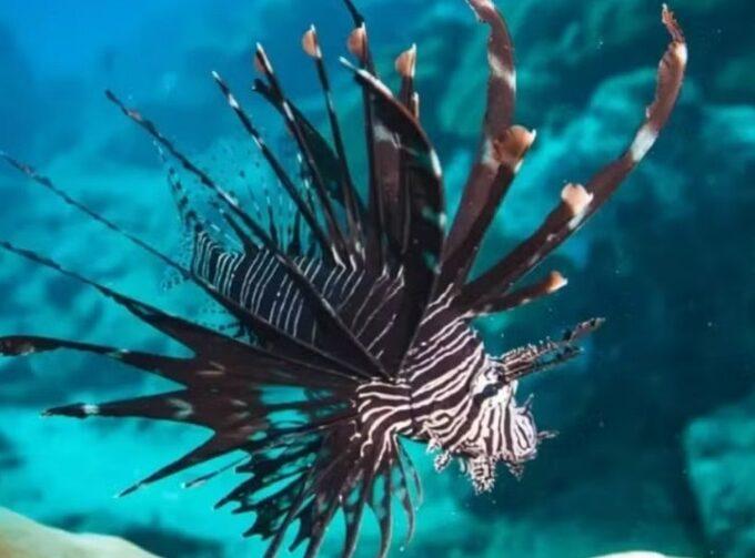Pescadores retiram cerca de 500 peixes de espécie invasora